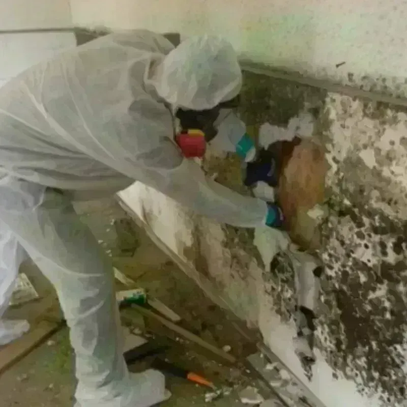 Mold Remediation and Removal in Auburn Lake Trails, CA